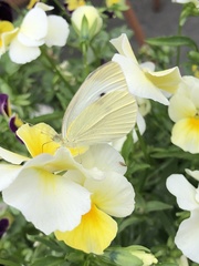 Pieris rapae