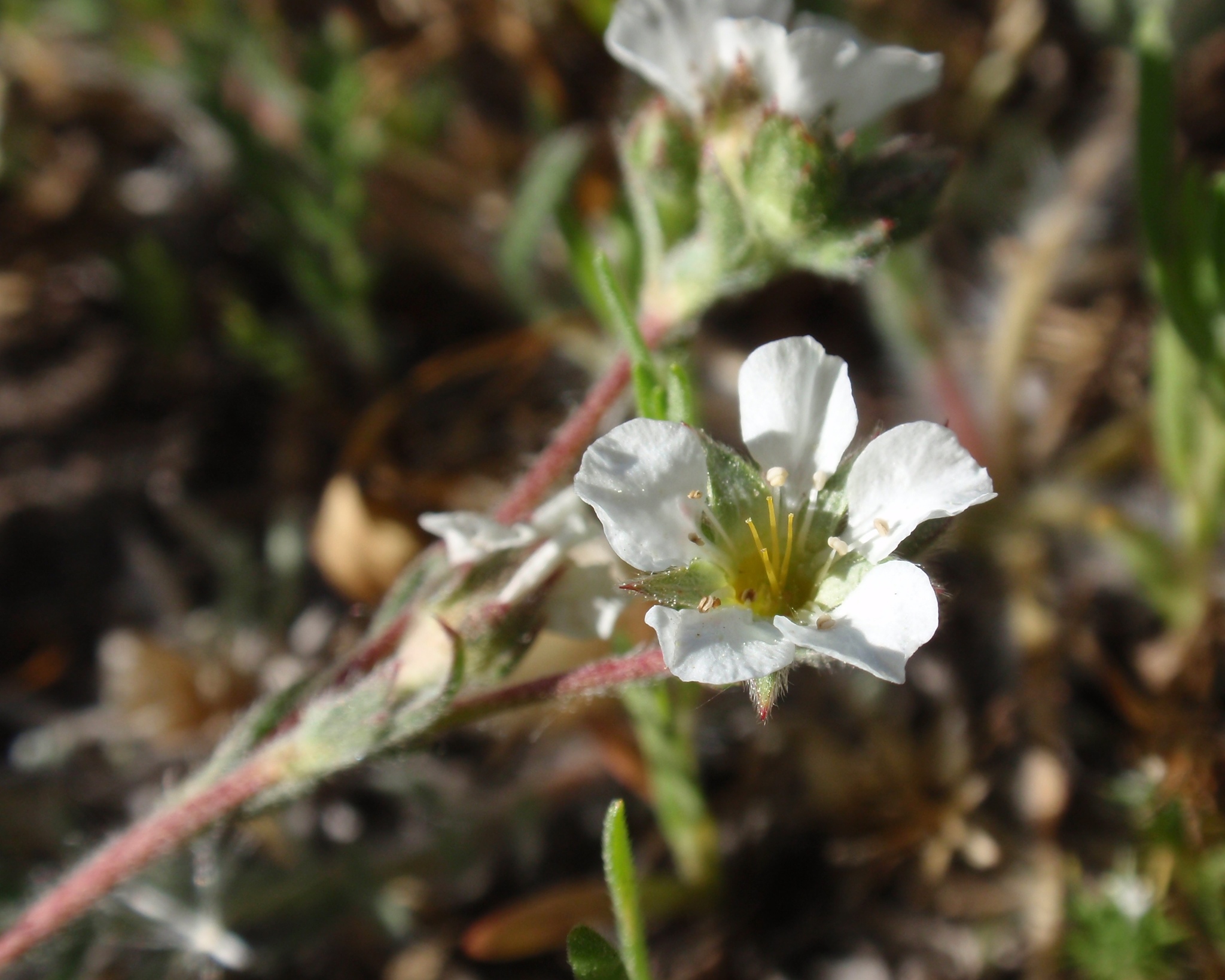 Ivesia sericoleuca