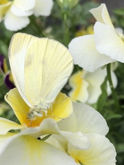 Pieris rapae