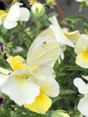 Pieris rapae