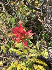 Castilleja purpurascens