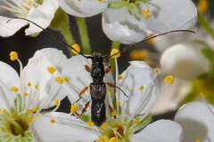 Molorchus bimaculatus