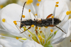 Molorchus bimaculatus