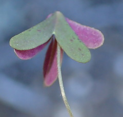 Oxalis dichotoma