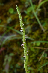 Spiranthes nivea papillata