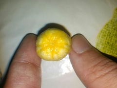 Spondias