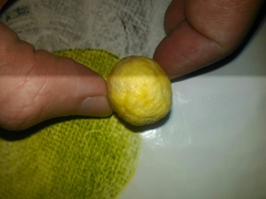 Spondias