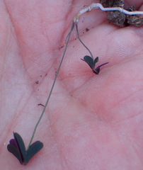 Oxalis dichotoma