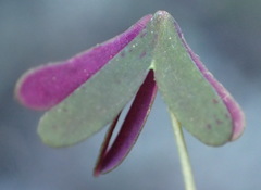 Oxalis dichotoma