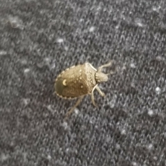 Holcostethus albipes