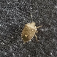 Holcostethus albipes