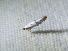 Argyresthia austerella
