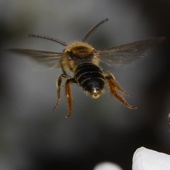 Andrena imitatrix