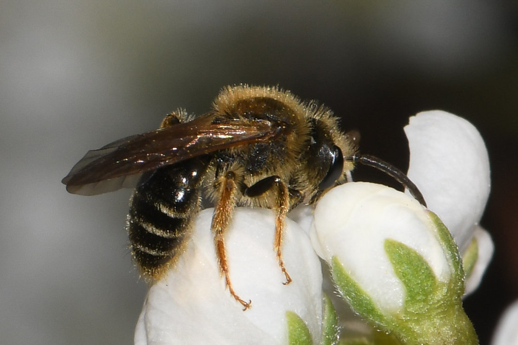 Imitator Miner Bee