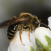 Andrena imitatrix - Photo (c) Royal Tyler,  זכויות יוצרים חלקיות (CC BY-NC-SA), הועלה על ידי Royal Tyler