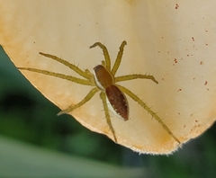 Dolomedes fimbriatus