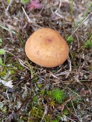 Russulaceae