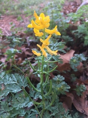 Corydalis curvisiliqua