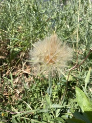 Tragopogon dubius
