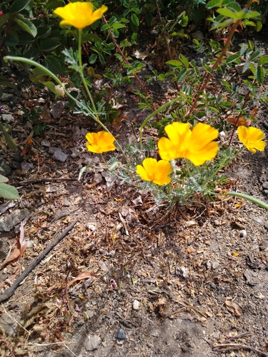 photo of California Poppy (Eschscholzia californica)