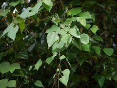 Erythropalum scandens