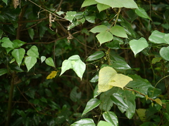 Erythropalum scandens