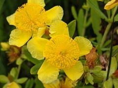 Hypericum kalmianum