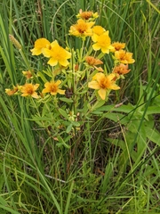 Hypericum kalmianum