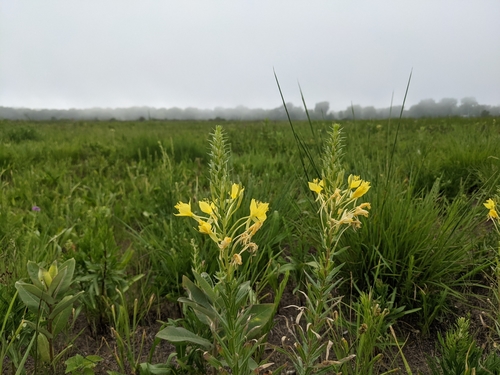 Image of Oenothera clelandii by (c) Ethan Rose, some rights reserved (CC BY)