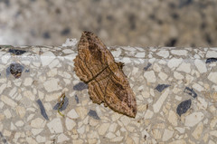 Philereme transversata