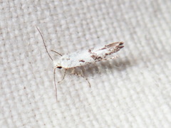 Argyresthia austerella