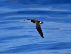 Hydrobates leucorhous