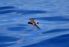 Hydrobates leucorhous