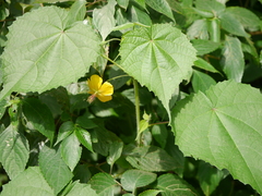 Abutilon persicum