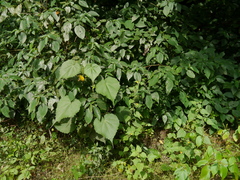 Abutilon persicum