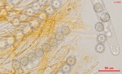 Ramsbottomia asperior