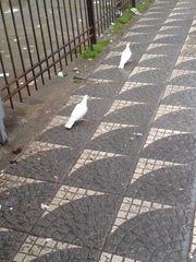 Columba livia domestica
