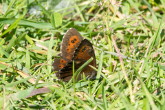 Erebia ligea