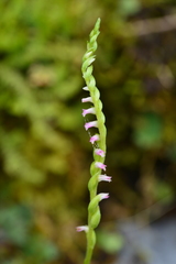 Spiranthes nivea papillata