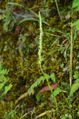 Spiranthes nivea papillata