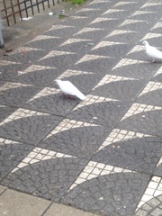 Columba livia domestica