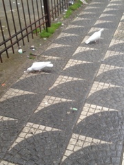Columba livia domestica