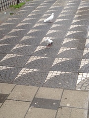 Columba livia domestica