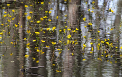 Ranunculus flabellaris