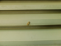 Chalybion bengalense