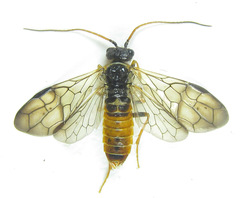 Cephalcia alpina
