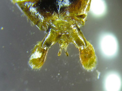 Cephalcia alpina