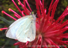 Leptophobia aripa