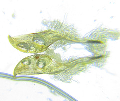 Cephalcia alpina