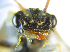 Cephalcia alpina